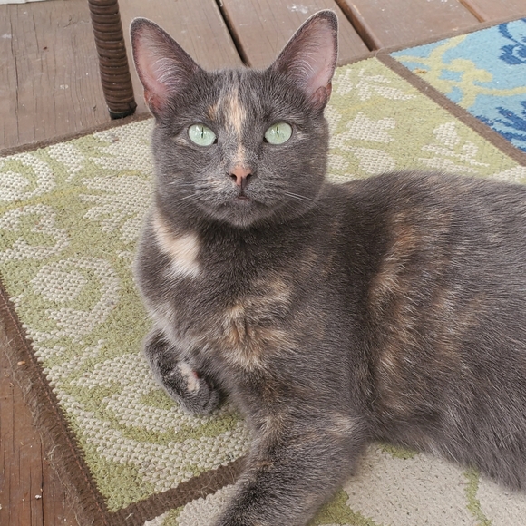 Meet your Posher, Lisa - Picture 5 of 7